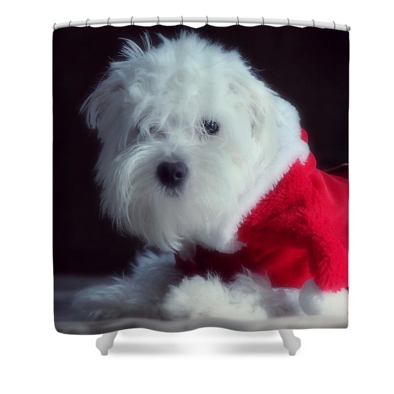 Dog Shower Curtain featuring the photograph Ho Ho Ho Merry Christmas by Melanie Lankford Photography