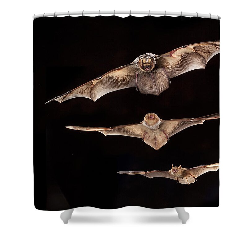 Feb0514 Shower Curtain featuring the photograph Hoary Bat With Eastern Red Bat by Michael Durham