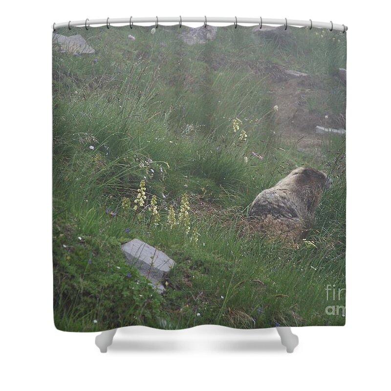 Marmot Shower Curtain featuring the photograph Hoary Marmot by Charles Robinson