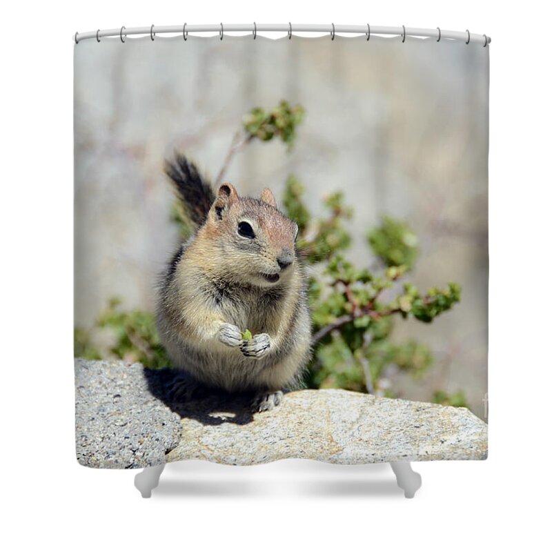Golden-mantled Ground Squirrel Shower Curtain featuring the photograph Hold That Pose by Debra Thompson