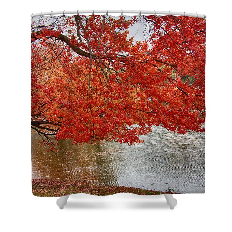 autumn Foliage New England Shower Curtain featuring the photograph Holding our bright red joy by Jeff Folger