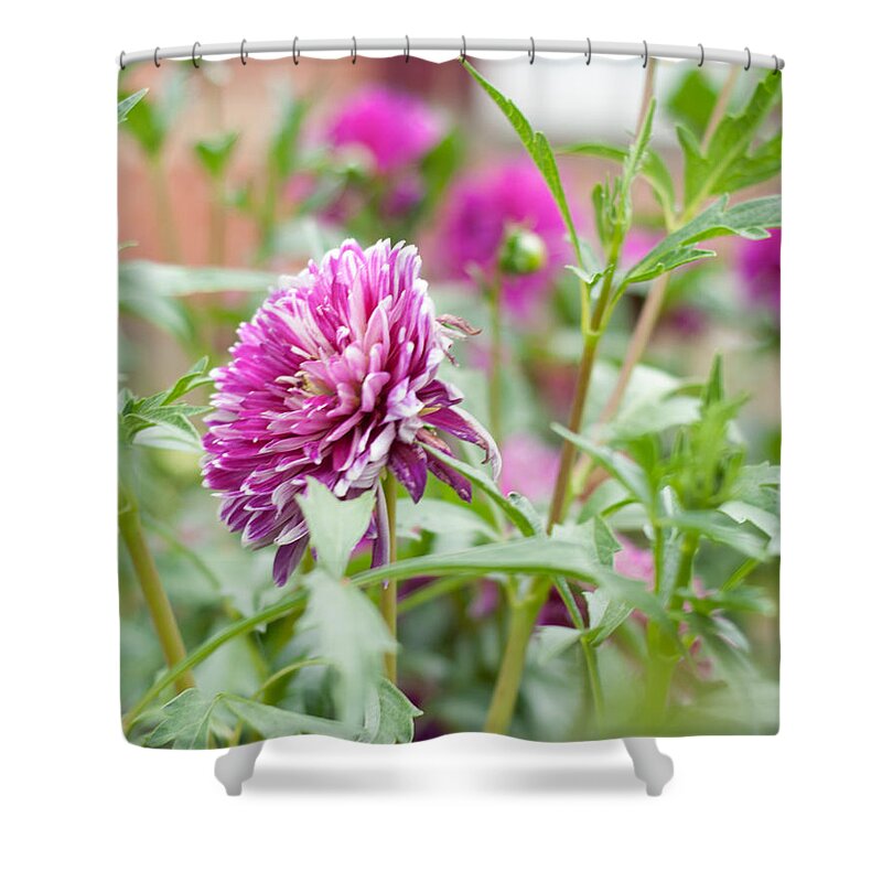 Home Shower Curtain featuring the photograph Home Flower Garden by Miguel Winterpacht