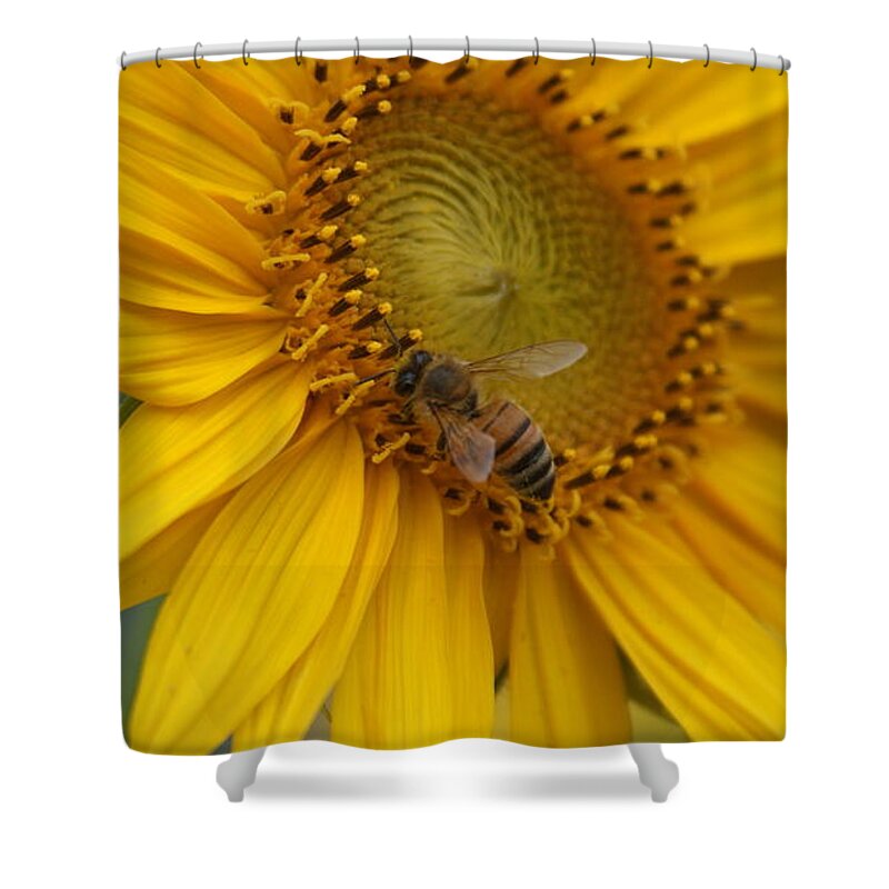 Honey Bee Shower Curtain featuring the photograph Honey bee close up on edge of sunfower... # by Rob Luzier