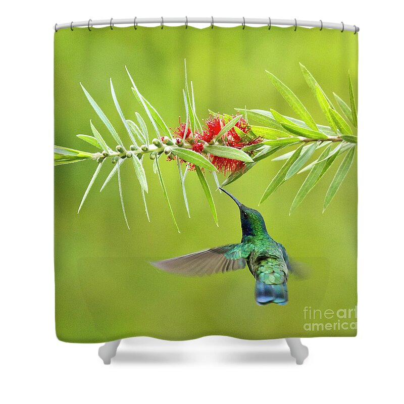 Bird Shower Curtain featuring the photograph Honey Sucking by Heiko Koehrer-Wagner