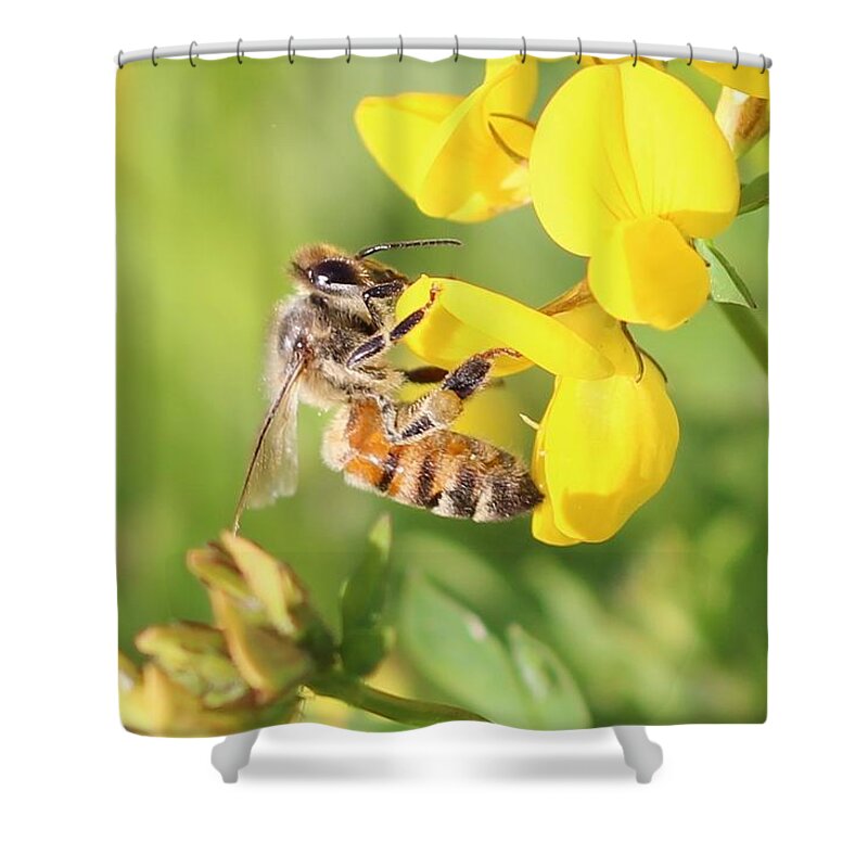 Honeybee Shower Curtain featuring the photograph honeybee on Birdsfool Trefoil by Lucinda VanVleck