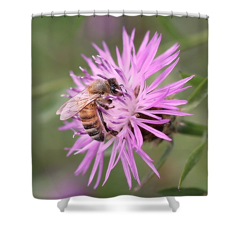 Honeybee Shower Curtain featuring the photograph Honeybee on Ironweed by Lucinda VanVleck