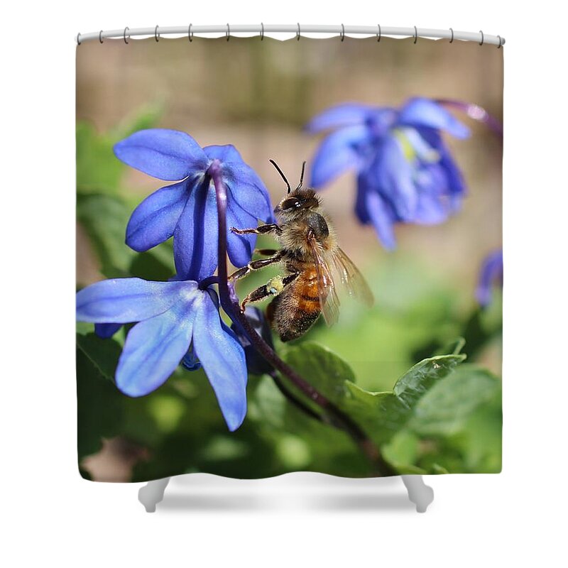 Honeybee Shower Curtain featuring the photograph Honeybee on Siberian Squill by Lucinda VanVleck