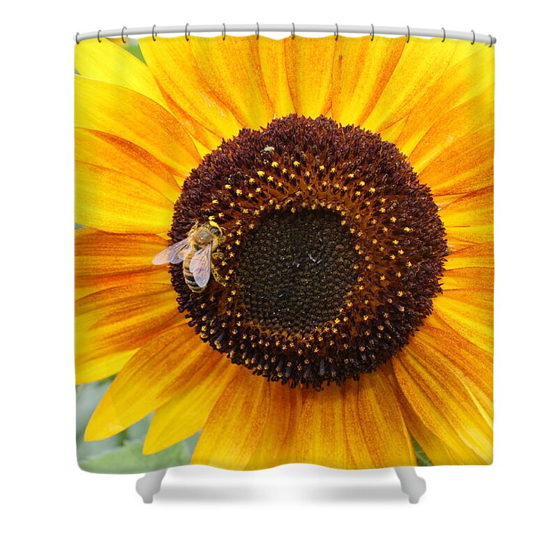 Honeybee Shower Curtain featuring the photograph Honeybee on Small Sunflower by Lucinda VanVleck