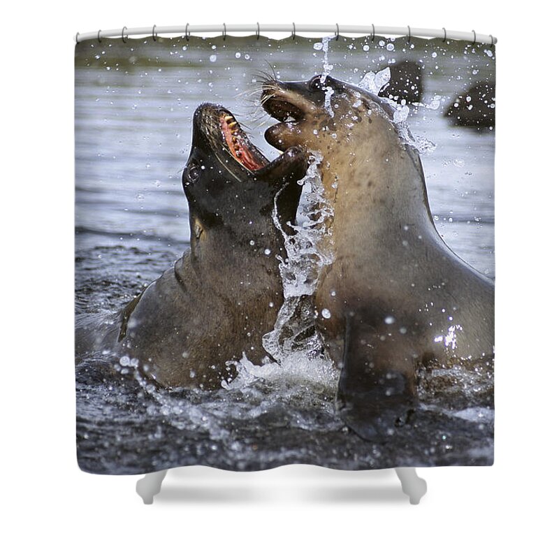 Feb0514 Shower Curtain featuring the photograph Hookers Sea Lion Cow And Bull Sparring by Tui De Roy