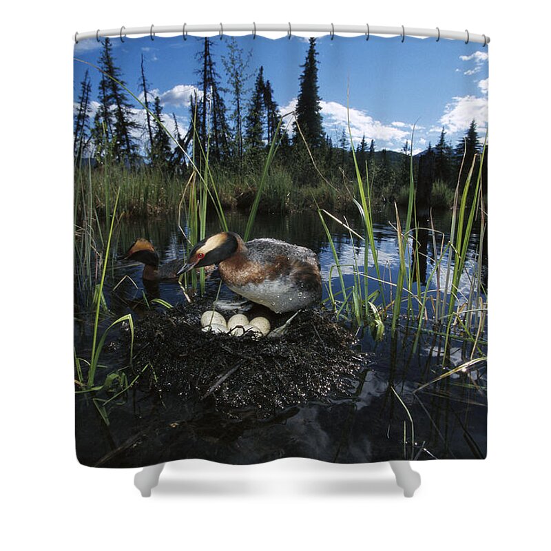 Feb0514 Shower Curtain featuring the photograph Horned Grebe Pair At Nest With Eggs by Michael Quinton
