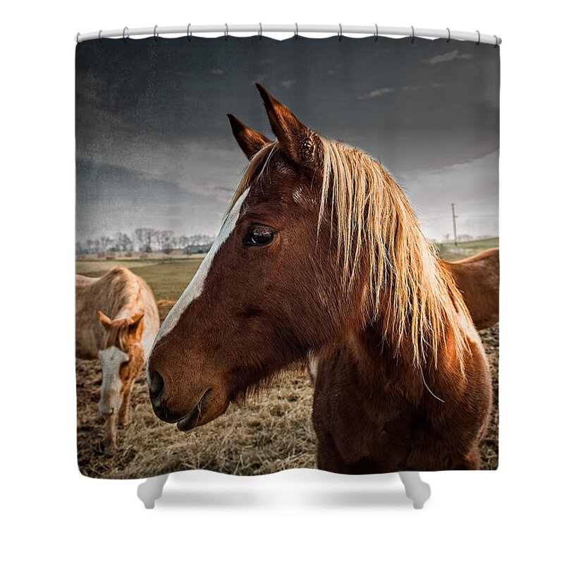 Adam Shower Curtain featuring the photograph Horse Composition by Brett Engle