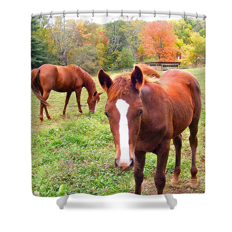 Duane Mccullough Shower Curtain featuring the photograph Horses along Tanasee Road in WNC by Duane McCullough