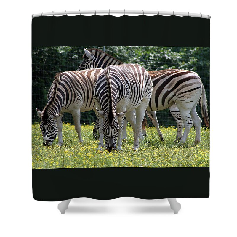 Zebra Shower Curtain featuring the photograph Four Zebras Grazing by Valerie Collins