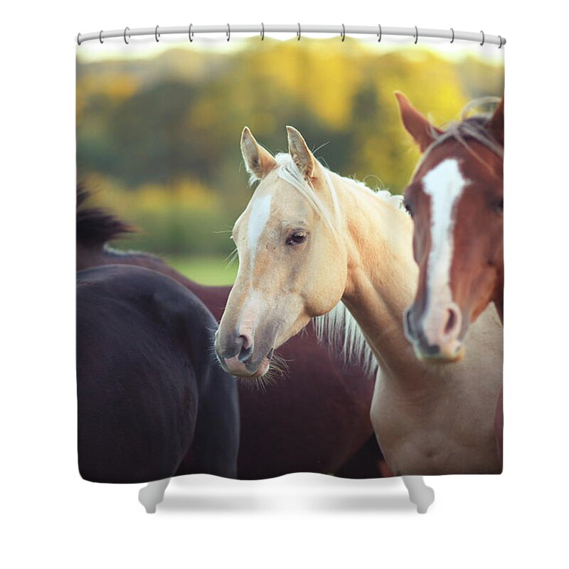 Horse Shower Curtain featuring the photograph Horses by Olivia Bell Photography