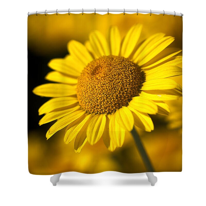 Daisy Shower Curtain featuring the photograph Hot in the Sun by Joy Watson