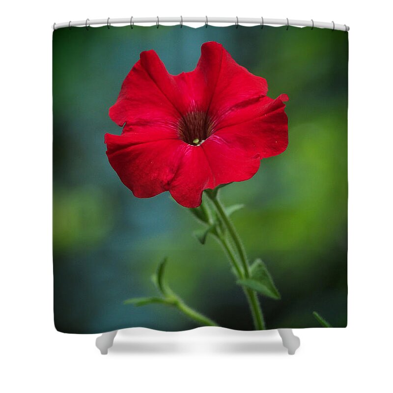 Flowers Shower Curtain featuring the photograph Hot Petunia In The Cool Shadows by Dorothy Lee
