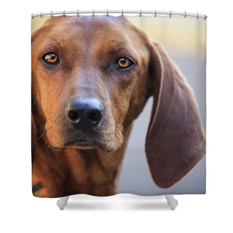 Animal Themes Shower Curtain featuring the photograph Hound With Piercing Eyes by Michele Sons