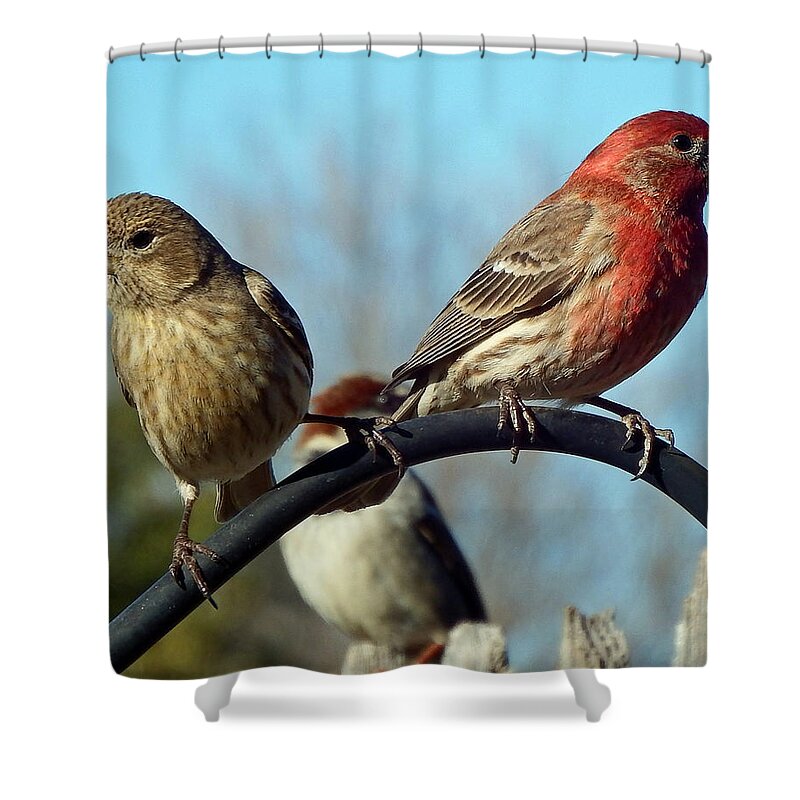 Male Shower Curtain featuring the photograph House Finch Pair by David G Paul