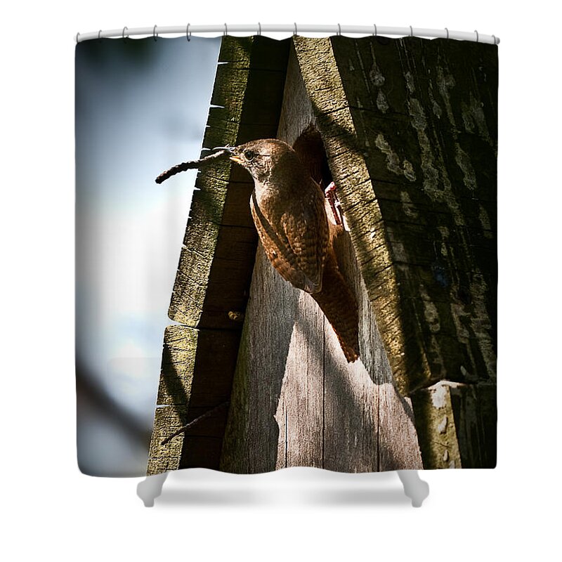 House Wren Shower Curtain featuring the photograph House Wren at Nest Box by Onyonet Photo studios