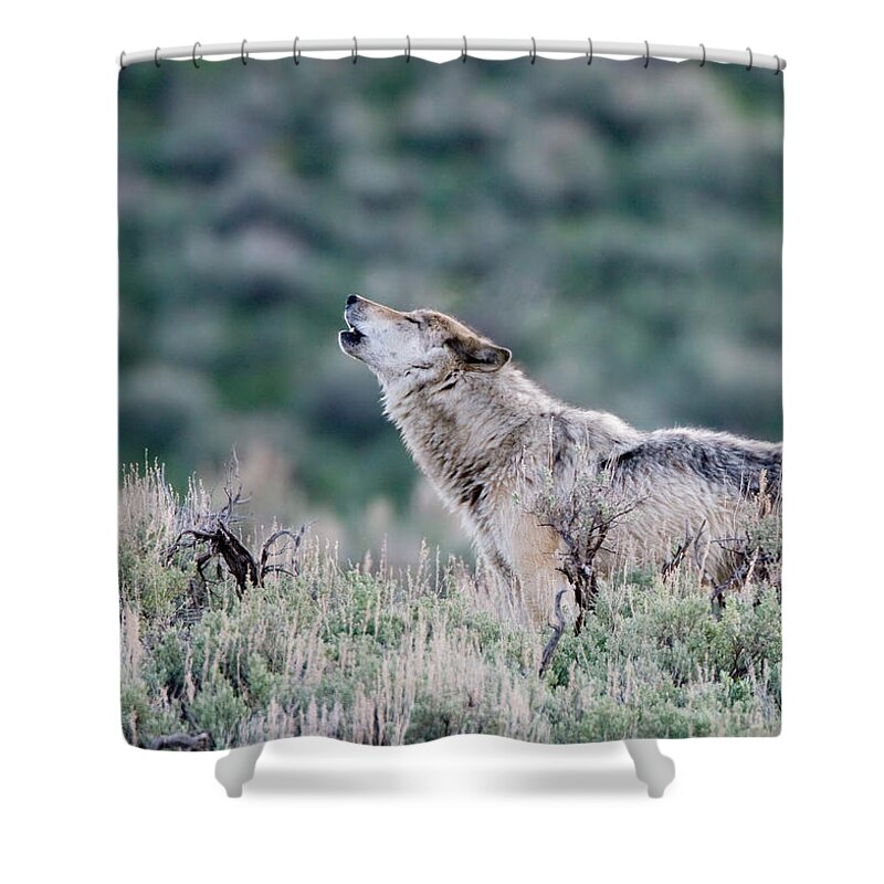 Wwolf Shower Curtain featuring the photograph Howling Wolf by Max Waugh