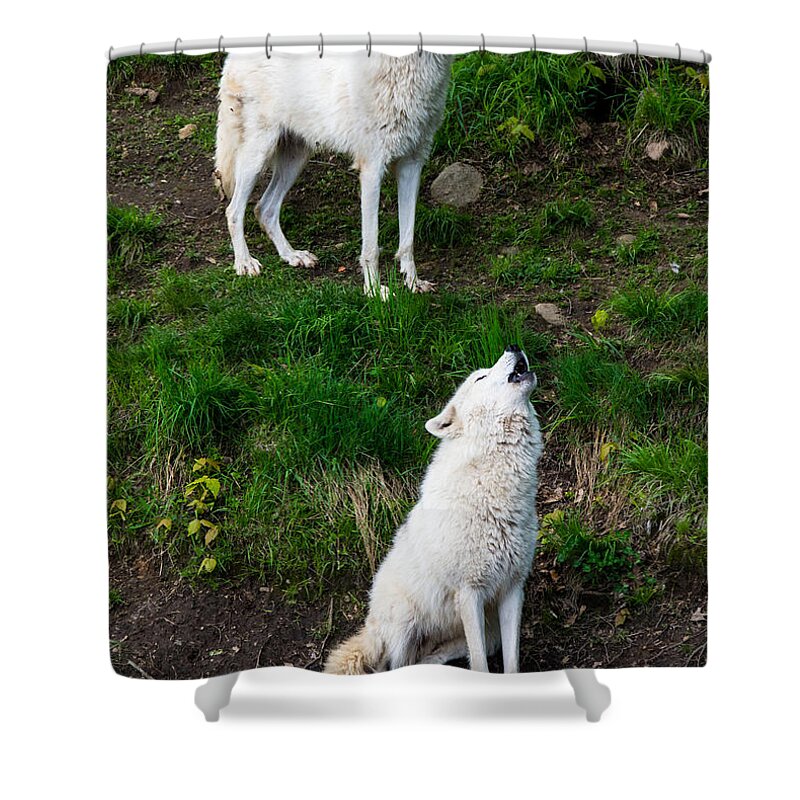 Landscape Shower Curtain featuring the photograph Howling Wolves by Cheryl Baxter