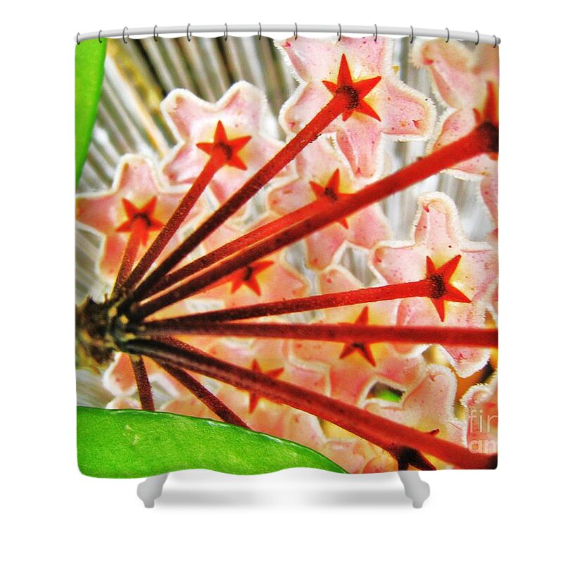 Hoya Flower Shower Curtain featuring the photograph Hoya From The Back by John King I I I