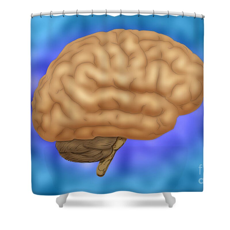 Anatomy Shower Curtain featuring the photograph Human Brain by Monica Schroeder / Science Source