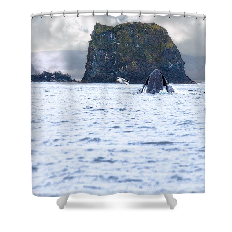 Canada Shower Curtain featuring the photograph Humbpack Whale by Perla Copernik