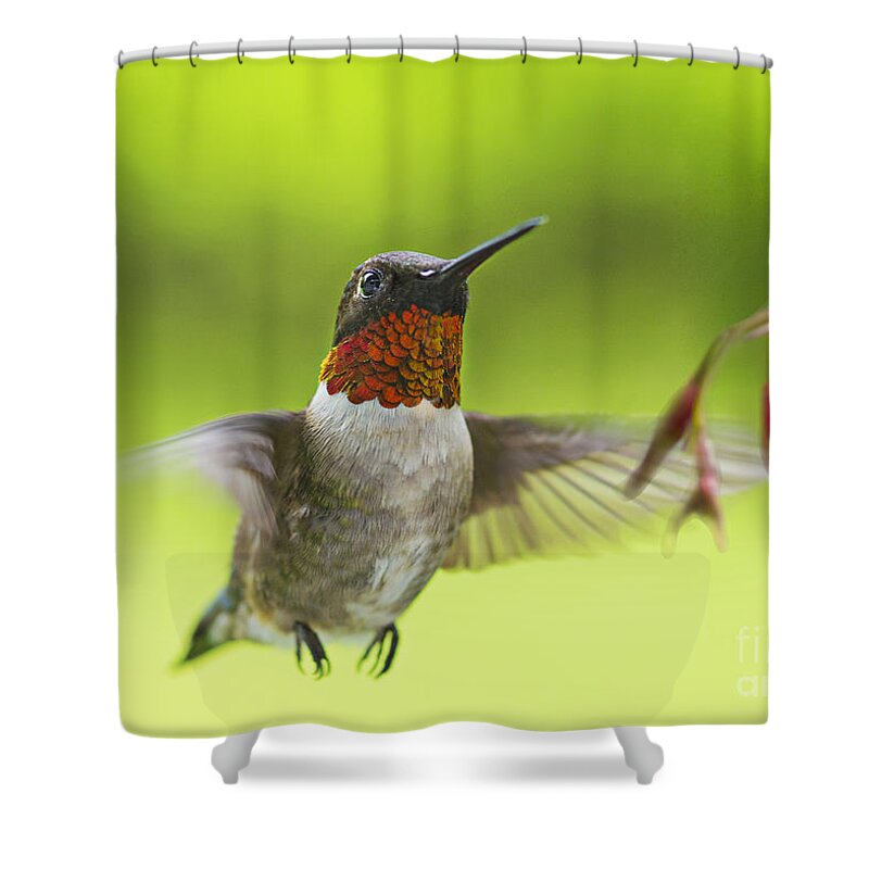 Humming Bird Shower Curtain featuring the photograph Hummer by Alana Ranney