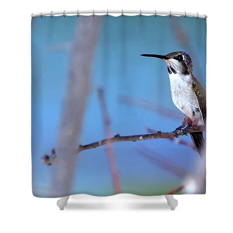 Bird Shower Curtain featuring the photograph Hummingbird 20323 3 by Jerry Sodorff