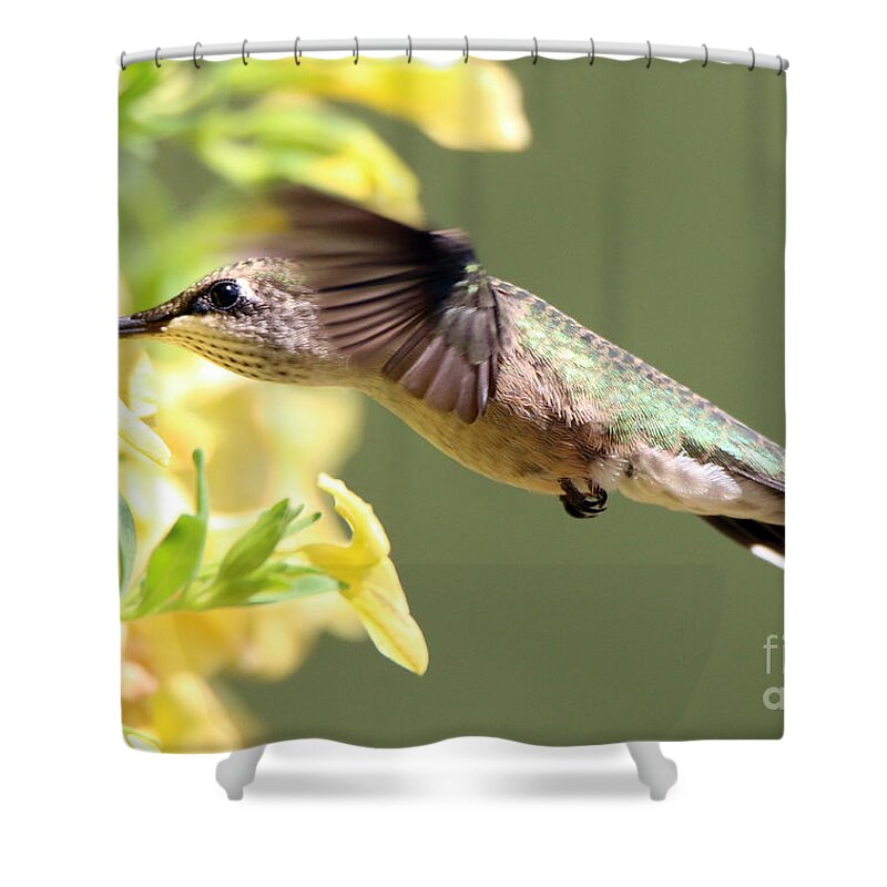 Hummingbird Shower Curtain featuring the photograph Hummingbird 3725 by Jack Schultz