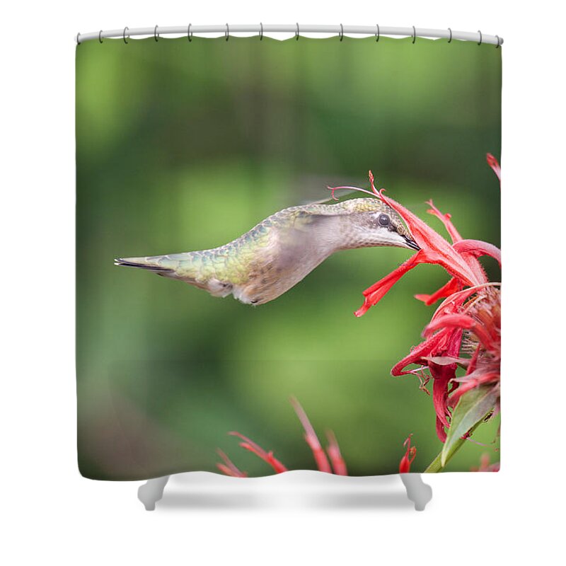 Birds Shower Curtain featuring the photograph Hummingbird Defying Gravity by Kristin Hatt