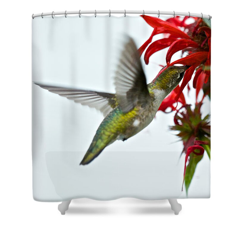 Birds Shower Curtain featuring the photograph Hummingbird Focused on the Scarlet Bee Balm by Kristin Hatt