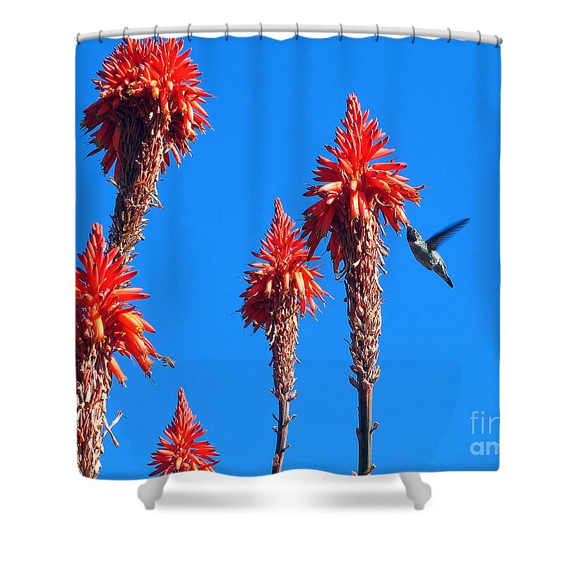 Anna's Hummingbird Shower Curtain featuring the photograph Hummingbird by Kelly Holm