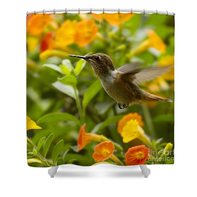 Bird Shower Curtain featuring the photograph Hummingbird looking for food by Heiko Koehrer-Wagner