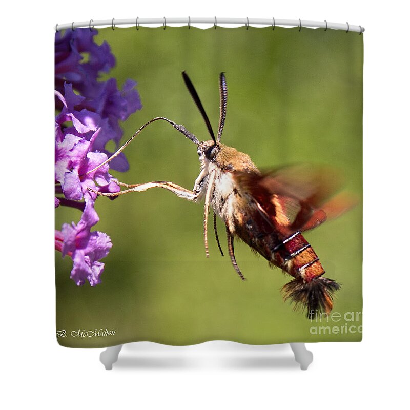 Hummingbird Moth Shower Curtain featuring the photograph Hummingbird Moth by Barbara McMahon
