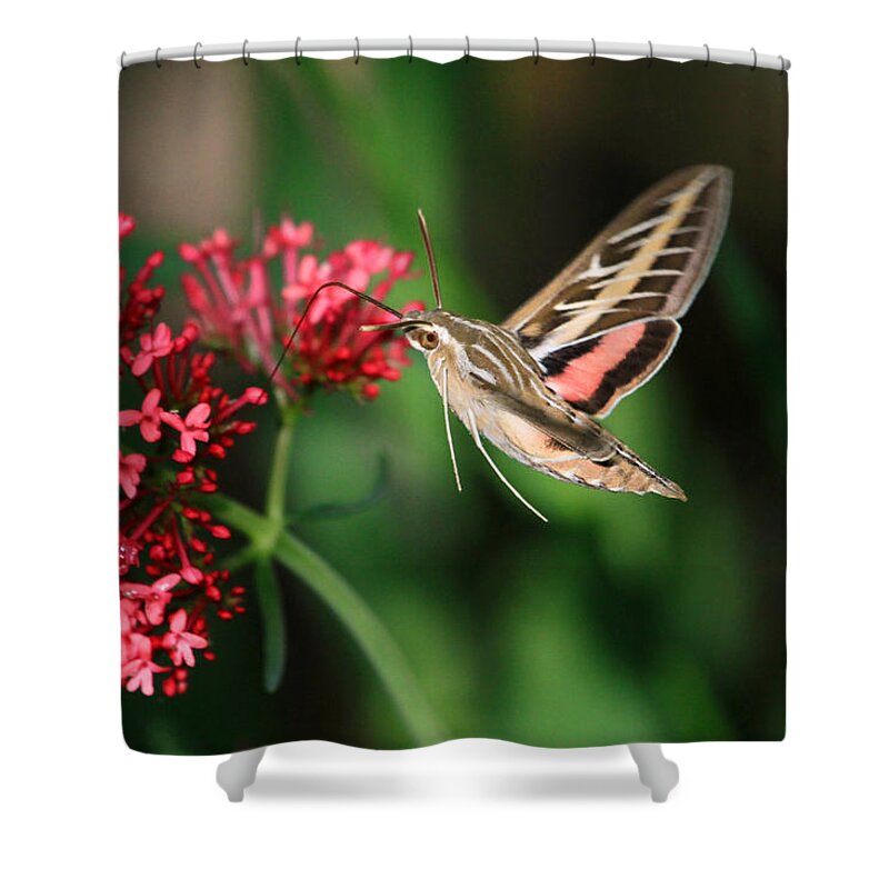 Hummingbird Moth Shower Curtain featuring the photograph Hummingbird Moth by Donna Kennedy