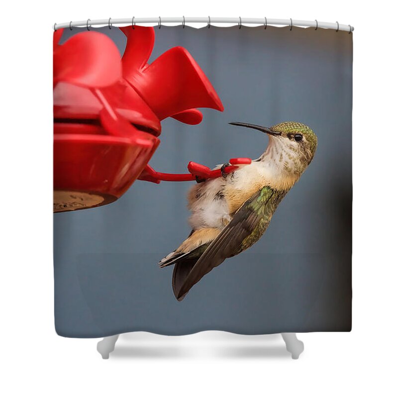 Hummingbird Shower Curtain featuring the photograph Hummingbird on Feeder by Alan Hutchins