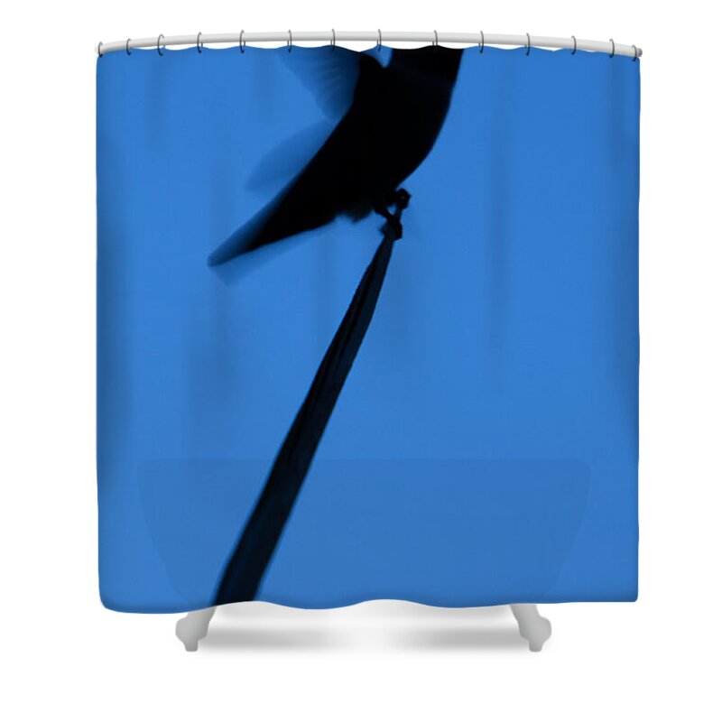 America Shower Curtain featuring the photograph Hummingbird Silhouette by John Wadleigh
