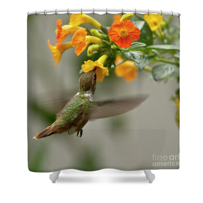 Bird Shower Curtain featuring the photograph Hummingbird sips Nectar by Heiko Koehrer-Wagner