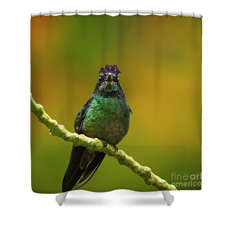 Magnificent Hummingbird Shower Curtain featuring the photograph Hummingbird with a lilac Crown by Heiko Koehrer-Wagner