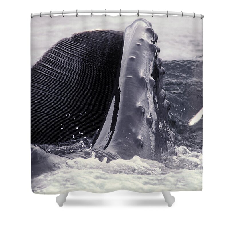 Animal Shower Curtain featuring the photograph Humpback Whale Baleen by Ron Sanford