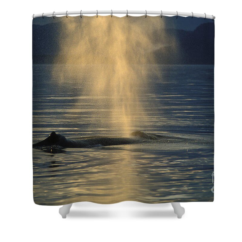 Animal Shower Curtain featuring the photograph Humpback Whale Blowing by Ron Sanford