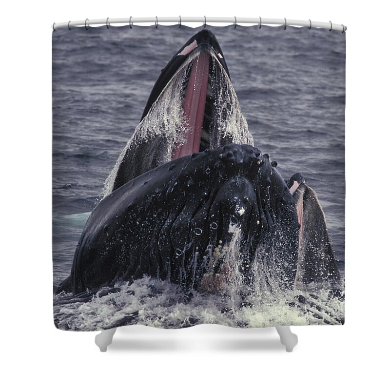 Animal Shower Curtain featuring the photograph Humpback Whale Bubble Net Feeding by Ron Sanford
