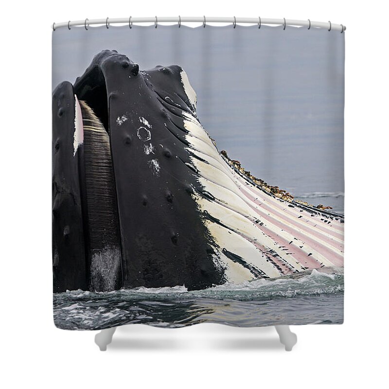 Humpback Whale Shower Curtain featuring the photograph Humpback Whale Feeding by M. Watson