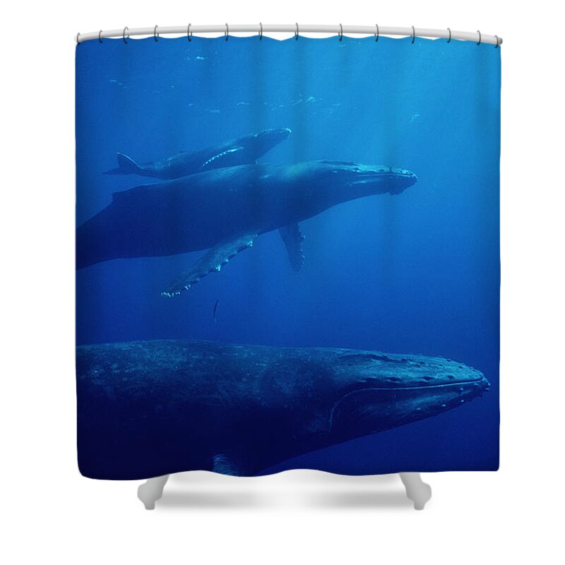 Feb0514 Shower Curtain featuring the photograph Humpback Whale Mother Calf And Male by Flip Nicklin