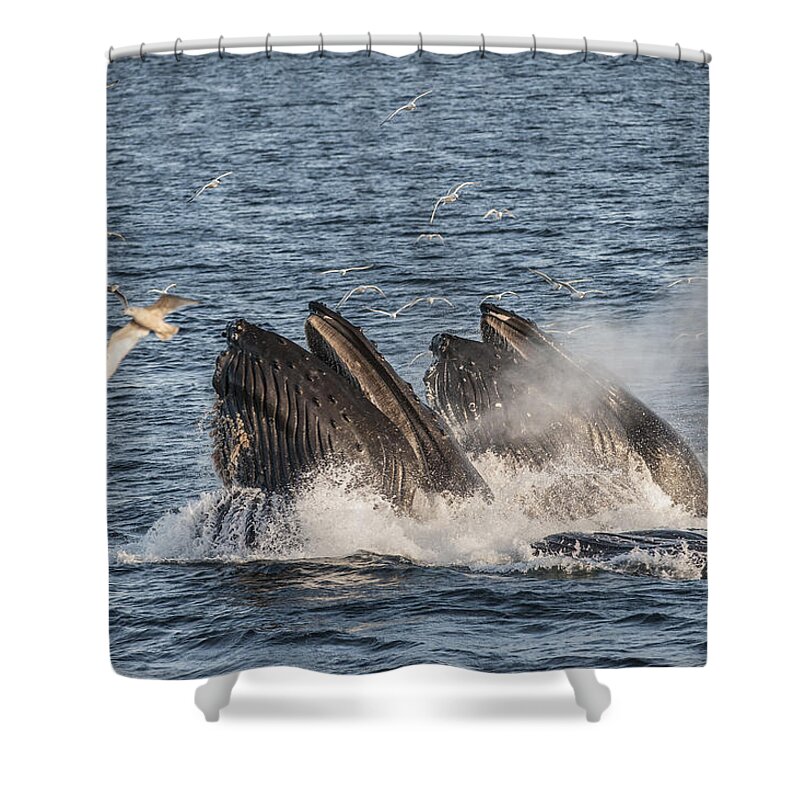 Feb0514 Shower Curtain featuring the photograph Humpback Whales Feeding With Gulls by Flip Nicklin