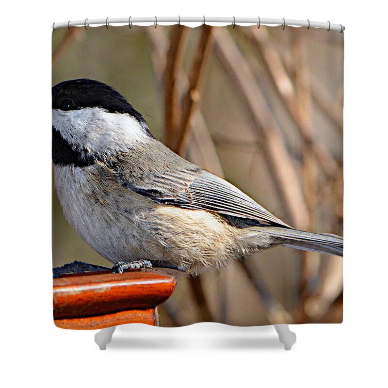 Chickadee Shower Curtain featuring the photograph Hungry Chickadee by Ally White