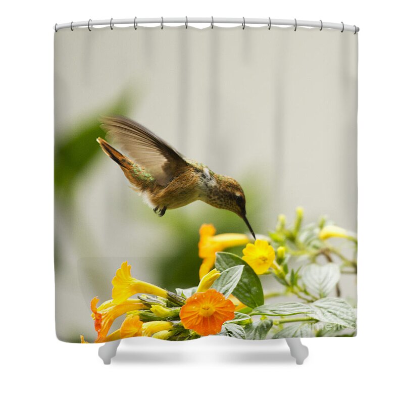 Hummingbird Shower Curtain featuring the photograph Hungry Flowerbird by Heiko Koehrer-Wagner