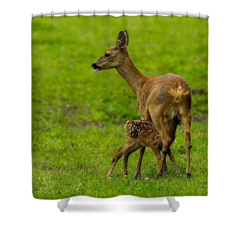 Hungry Roe Deer Fawn Shower Curtain featuring the photograph Hungry by Torbjorn Swenelius